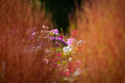 Close-up of pink flowering plant