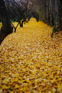 Close-up of yellow autumn leaves
