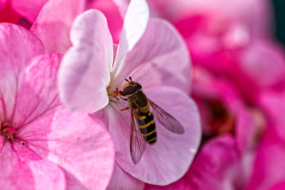 Close-up of insect on pink flower