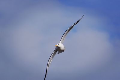 Low angle view of bird flying against sky