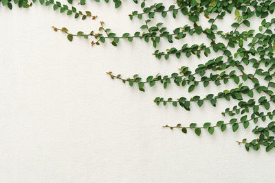 Low angle view of ivy on wall