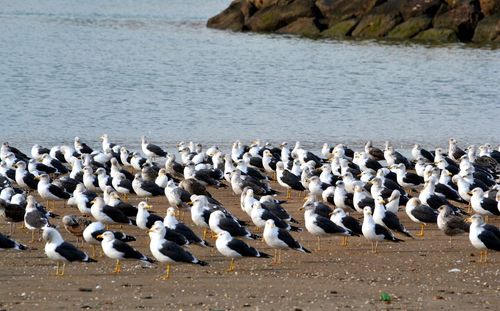 Flock of birds on sea shore