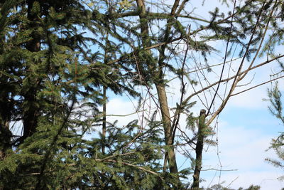 Low angle view of tree against sky