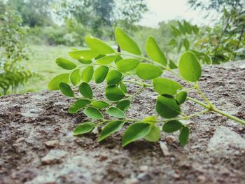 Close-up of fresh green plant