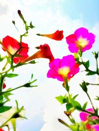 Low angle view of pink flowers blooming against sky