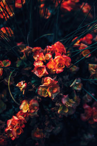 Close-up of orange flowering plants