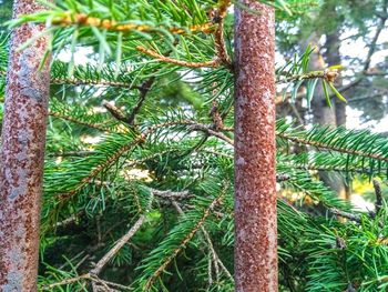 Close-up of pine tree