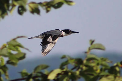 Bird flying