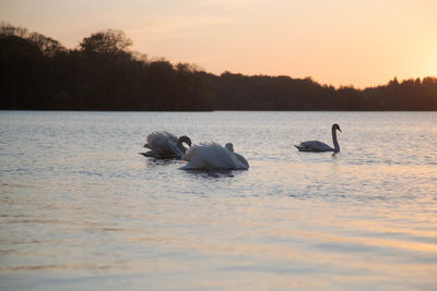 View of swans swimming in lake