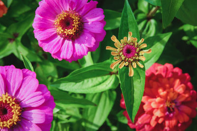 Zinnia elegans or dahlia-flowered zinnia flowering in summer garden