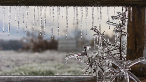 Close-up of icicles on field by window