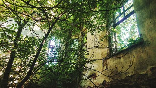 Low angle view of trees in forest