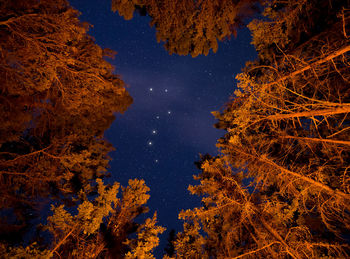 Low angle view of trees against sky at night