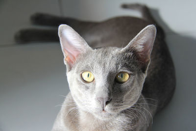 Close-up portrait of cat