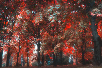 Scenic view of trees in forest during autumn