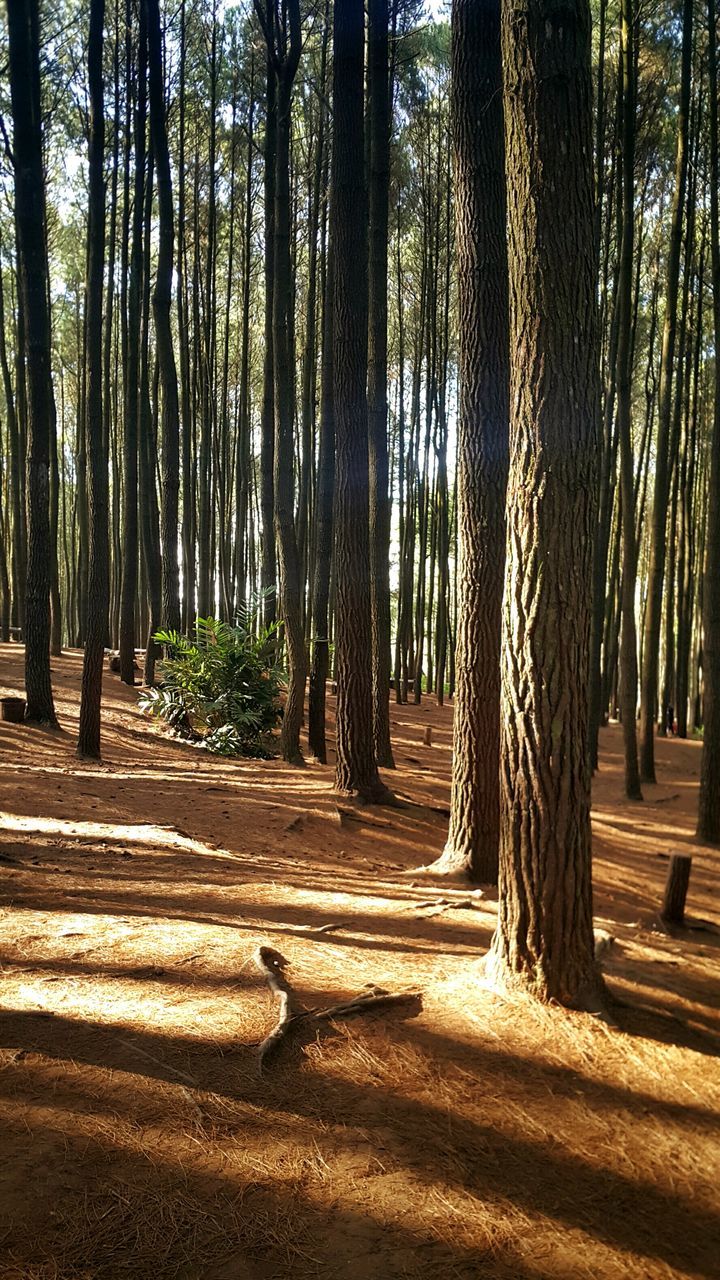 tree, tree trunk, tranquility, tranquil scene, growth, nature, forest, woodland, landscape, beauty in nature, scenics, sunlight, shadow, non-urban scene, branch, day, no people, outdoors, idyllic, field