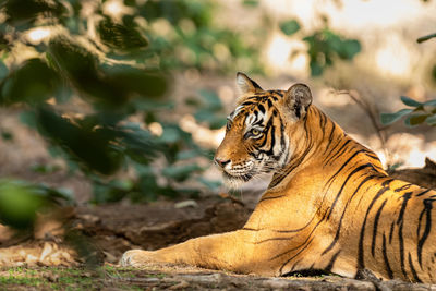 Full length of a cat looking away