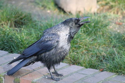 Close-up of a bird