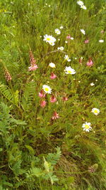 High angle view of pink flowering plants on land