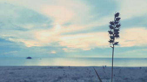 Close-up of plant against sky during sunset