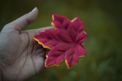 Close-up of hand holding maple leaves