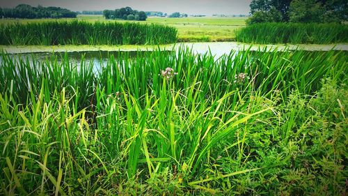 Scenic view of lake