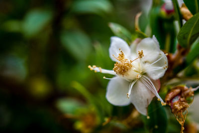 Close-up of white flowering plant