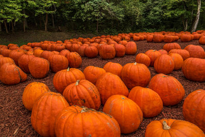 Full frame shot of pumpkins on field