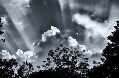 Low angle view of trees against sky