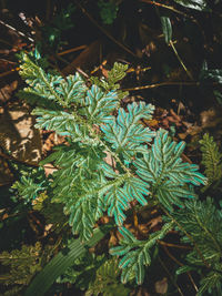 High angle view of plant growing on field