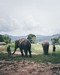 People standing by elephants on field