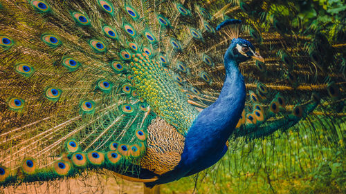 Close-up of peacock