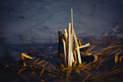 High angle view of wood on field by lake