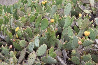 Plants growing on field