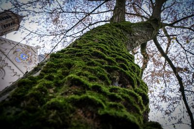 Low angle view of tree trunk