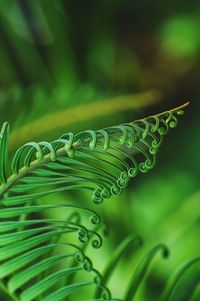 Close-up of ornamen fern plan