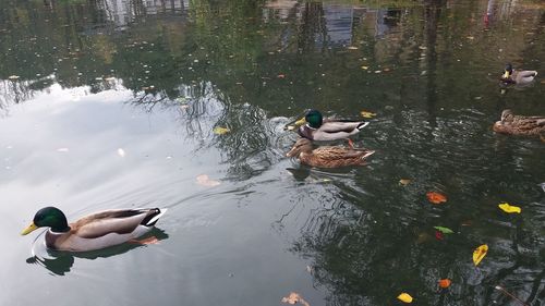 Bled lake ducks