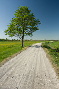 Huge deciduous tree next to gravel road, horizon and blue cloudless sky