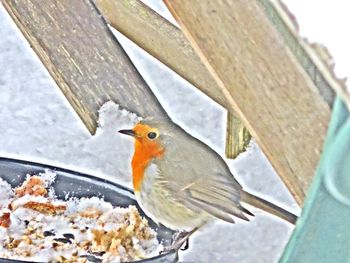 Close-up of bird perching outdoors