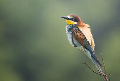 Close-up of bird perching on a branch