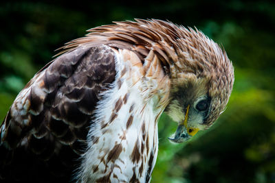 Close-up of eagle