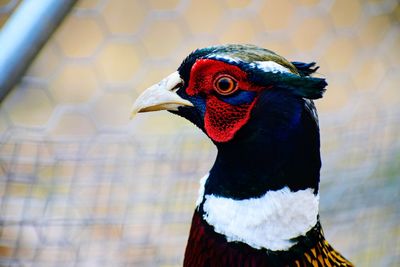 Ringneck pheasant