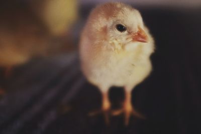 Close-up of young bird