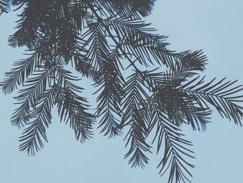 Low angle view of pine tree against sky