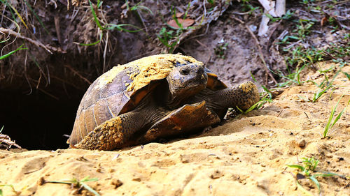 Gopher tortoise in front of burrow