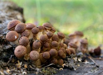 Close-up of fungus growing on field