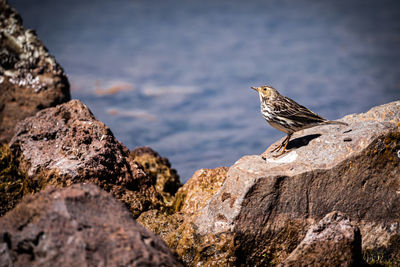 Bird perching on rock