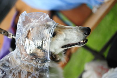 Close-up of dog looking away