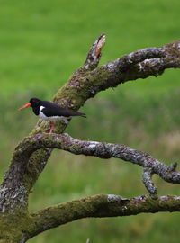 Close-up of bird perching on branch