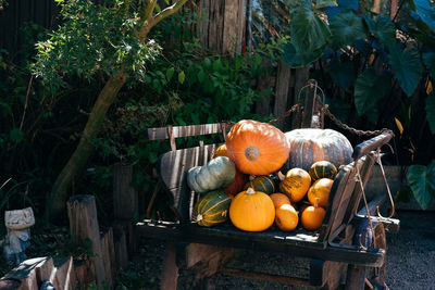 Pumpkins on wooden table in yard